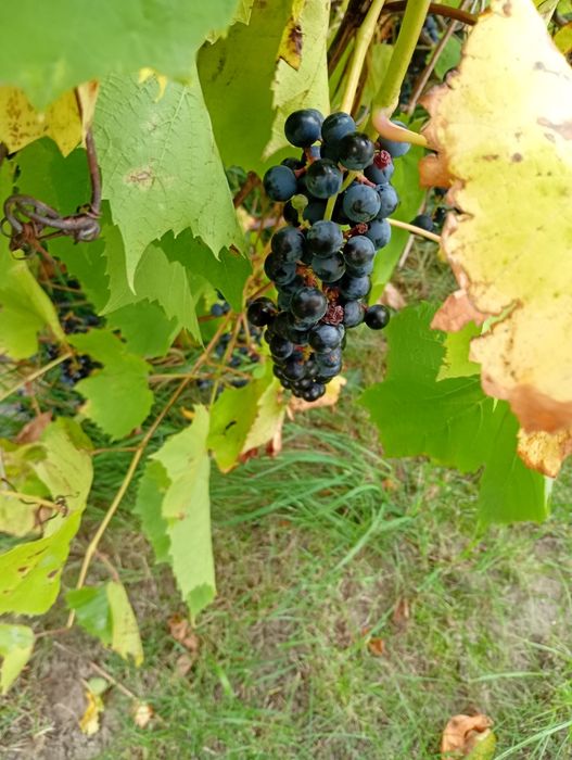 Winogrono sprzedam