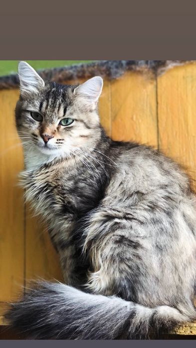 Отдам пушистую кошку лесного окраса, 1,5 года, стерилизована, привита