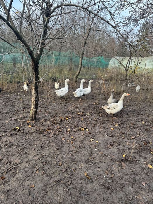 Продам семью гусей мамутов. Есть гусь и гусыня.