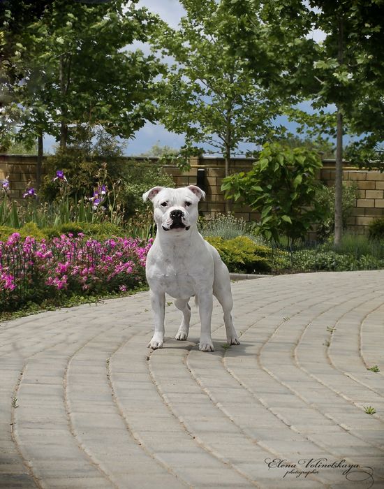 У нас есть щенки! Стаффордширский Бультерьер.