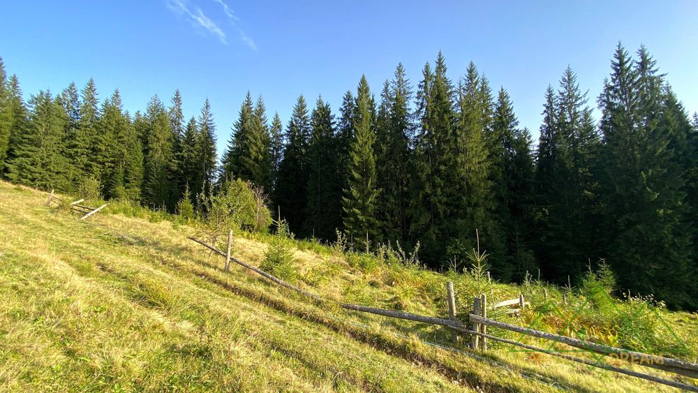 Продаж ділянки, межує з лісом
