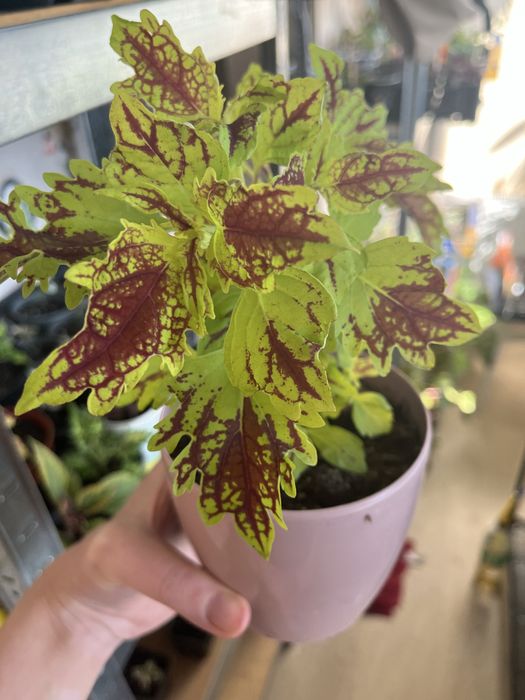 Колеуси. Гарно вкоріненні