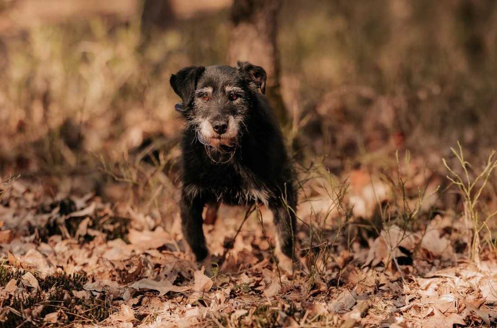 Sid nie chce umrzeć w schronisku... Pomożesz mu? Adoptujesz?