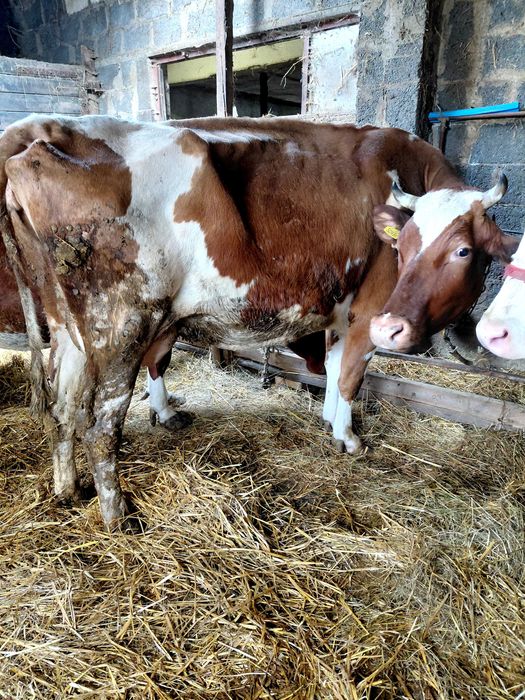 Sprzedam krowe (krowa)