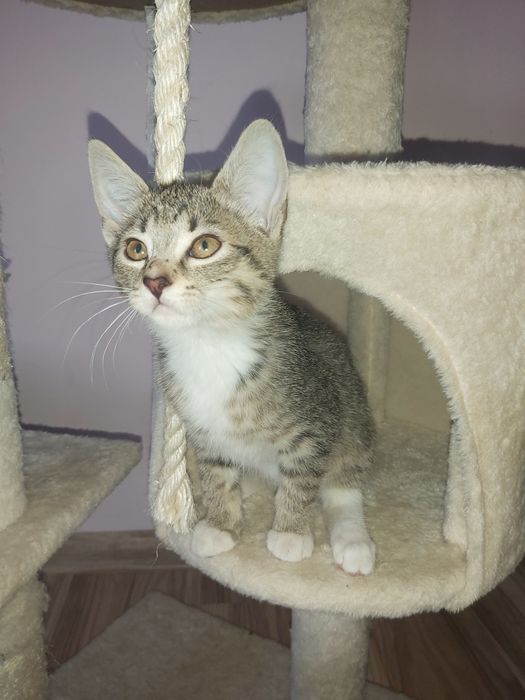 Kocurek do adopcji