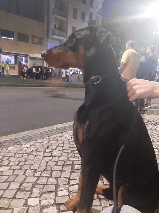 Dobermann procura namorada