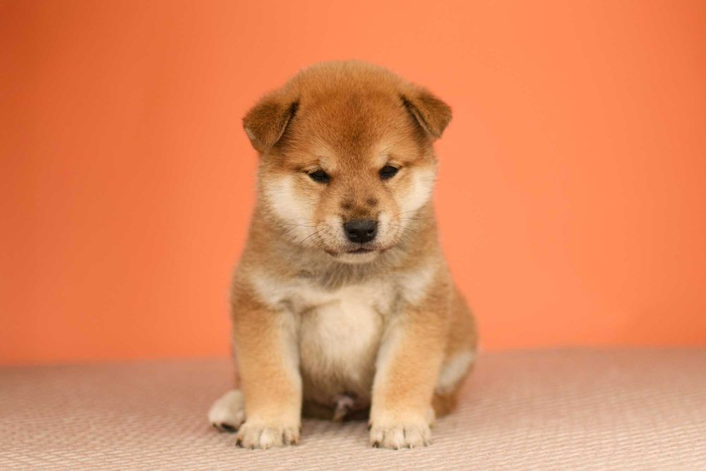 shiba inu Собаки
