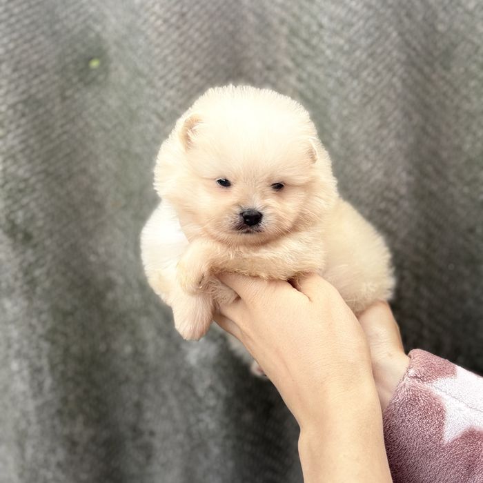 чудова дівчинка шоу классу