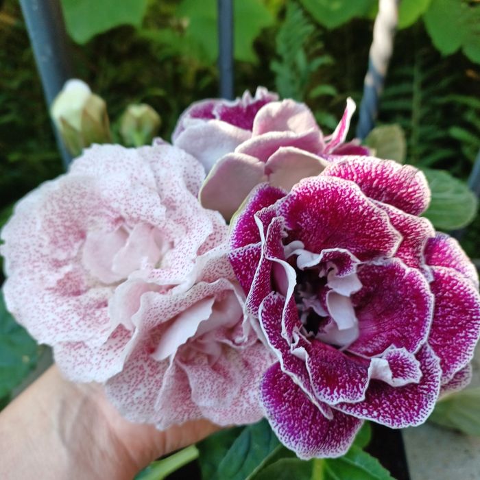 Насіння глоксиній