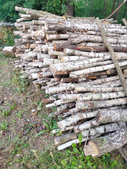 Suche Drewno opałowe kominkowe i galeziówka liściaste i iglaste