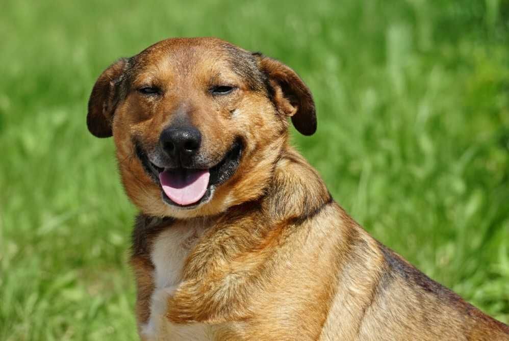 MATI - uroczy psiak prosi o dom