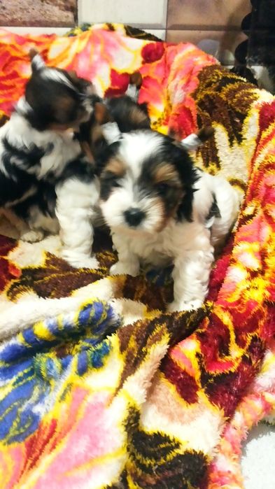 Бивер Йорк мальчик и девочка