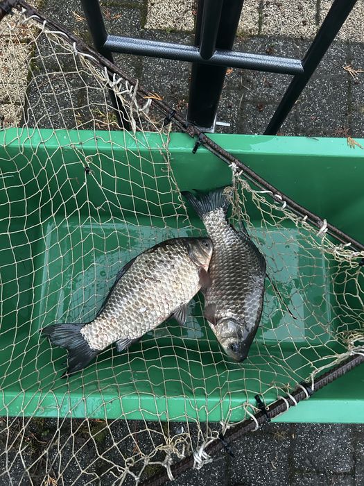 Sprzedam Ryby: Karpie, Amury, Tołpygi, Karasie, Szczupaki