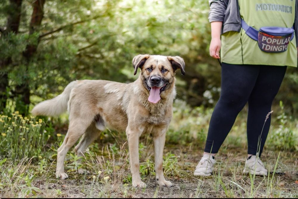 Odynek poleca się do adopcji