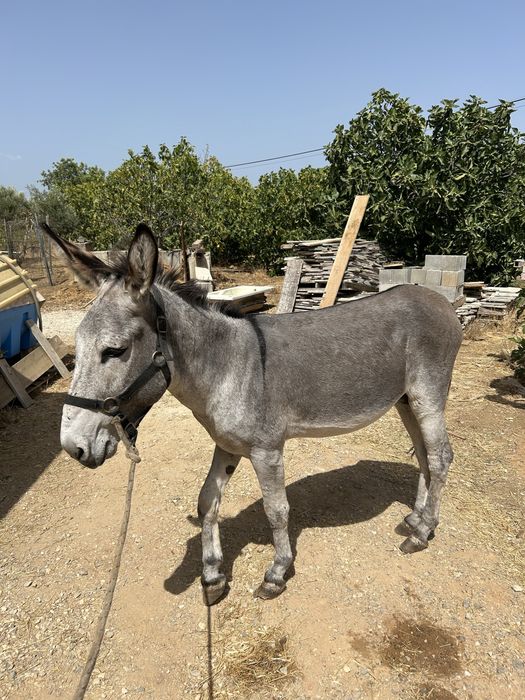 Vendo burro manso