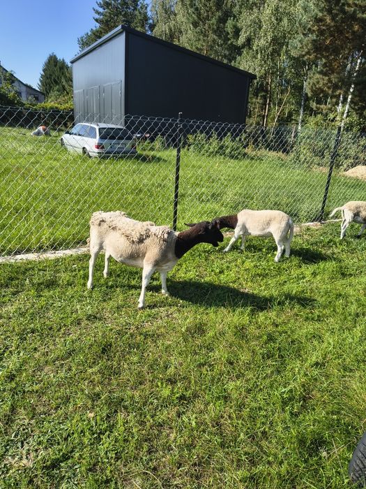 Owce dorper i mieszańce