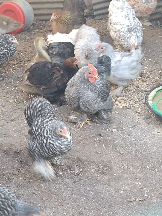 Pekins de Várias Cores