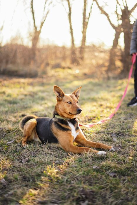 Собака шукає сімʼю в добрі руки