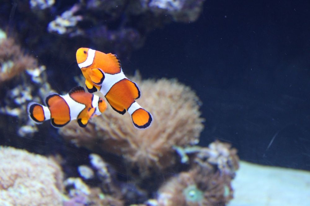 Camera fotografica Canon EOS 2000D