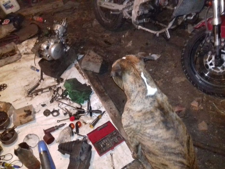 Амстафф (Вязка) кобель