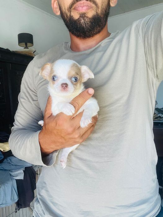 chihuahua fêmea