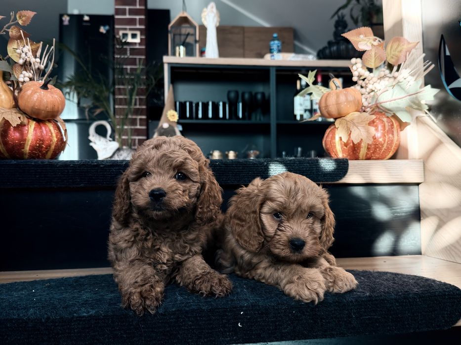 Cavapoo  piesek F1b