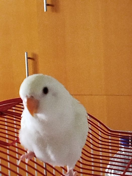 Vendo agapornis Domesticados e super meigos