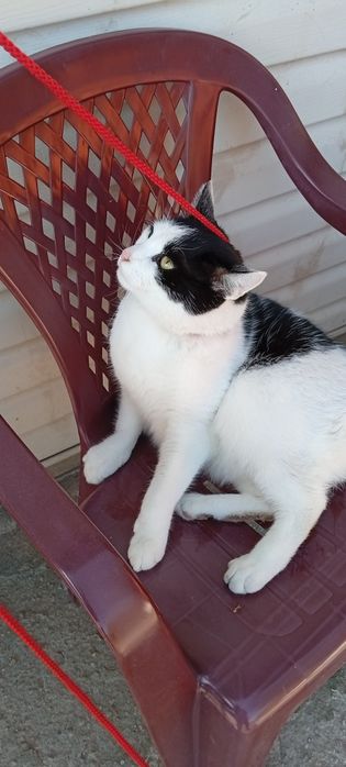 Weź mnie do Siebie Jestem Fajnym Kotkiem