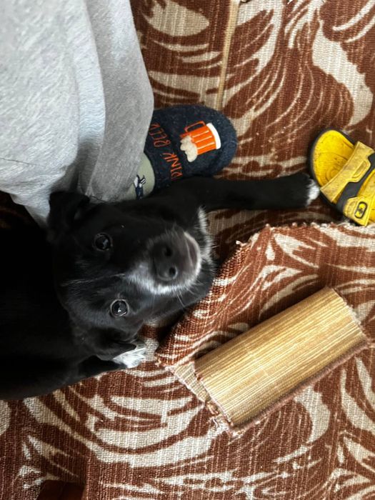 Песики шукають дім