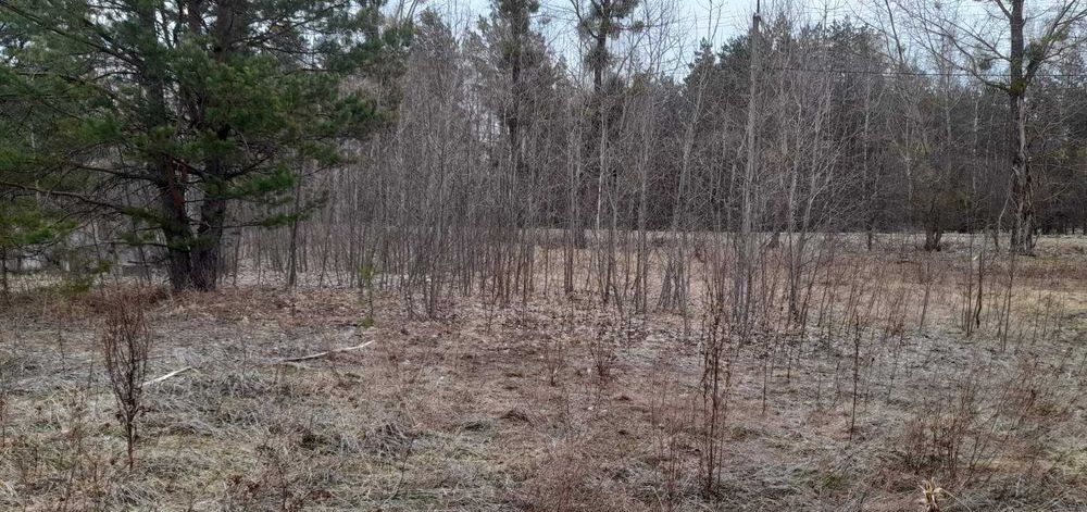 Дмитрівка, 12 соток для садівництва. Поруч ліс