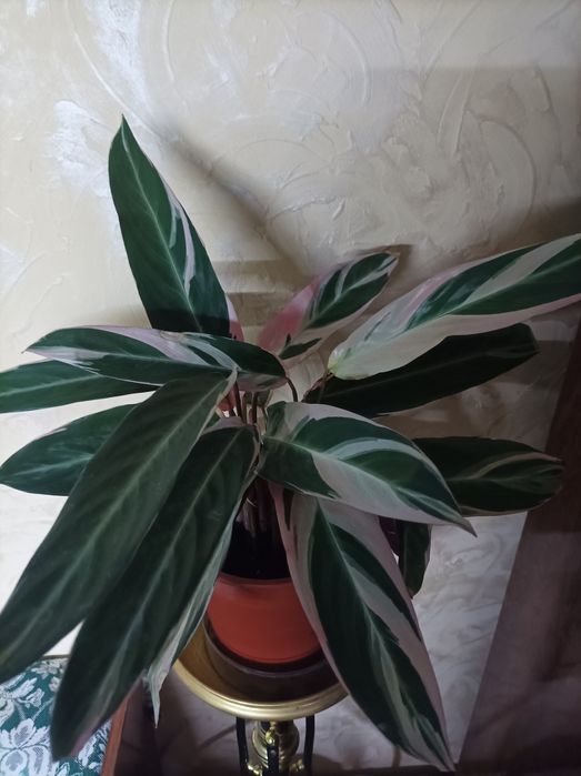 Ктенанта, строманта триколор