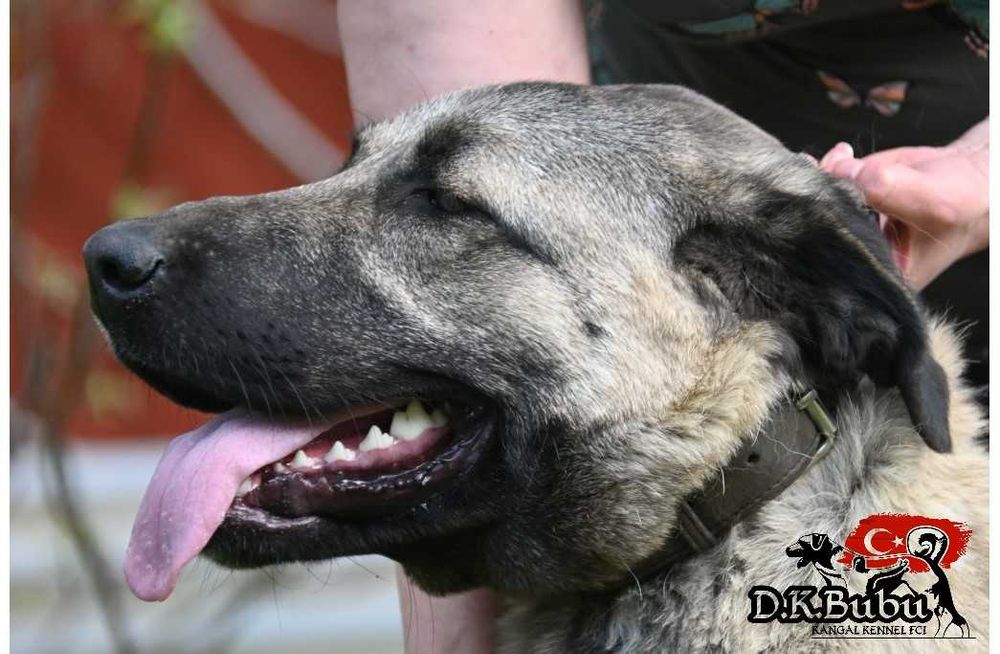 Kangal import Turcja ZKwP FCI