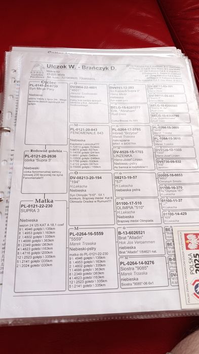 Sprzedam młode po najlepszych lotnikach Polski kat.A 1 i 2 lotnik kat.D3 lotnik Polski