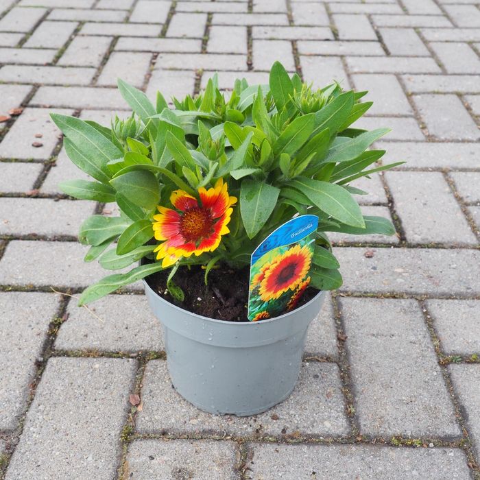Gailardia Guapa Tango Bicolor 2L