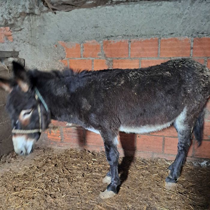 Burro  com 6 anos