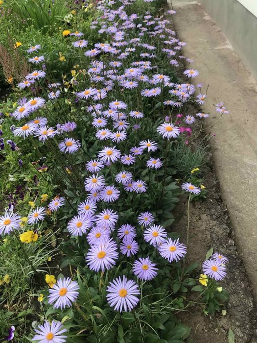 Голуба ромашка багаторічна