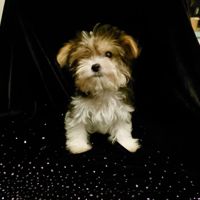 Экстра міні биверйорк