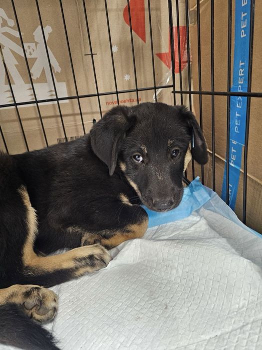 терміново шукає дім маленька красуня