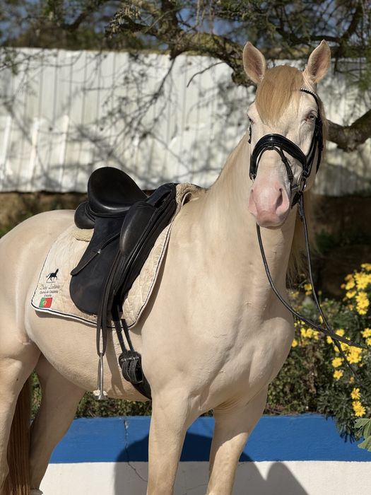 Cavalo Isabel olhos azuis  Lusitano Puro