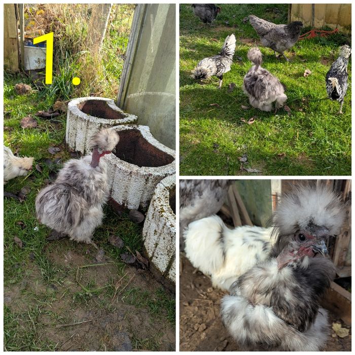 Koguty czubatka silka