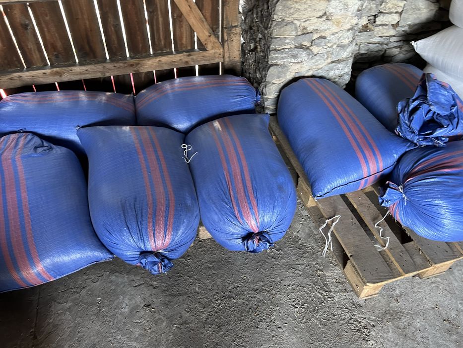 Owies żniwa 2025 po centrali