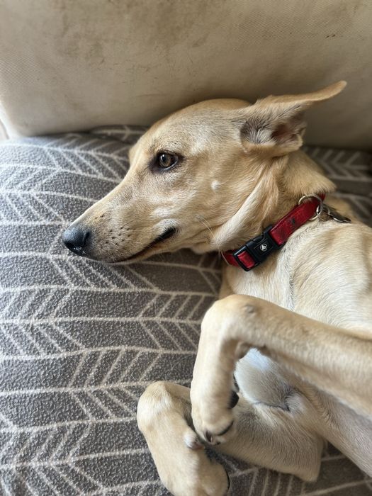 Cachorra para adoção responsavel