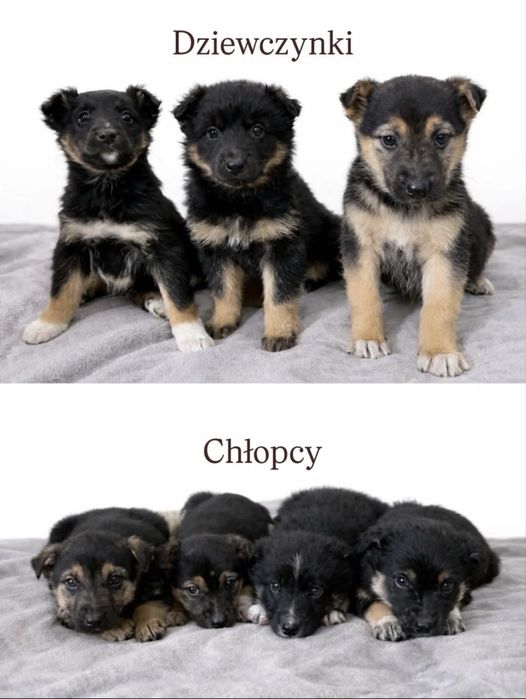 Szczeniaki do adopcji