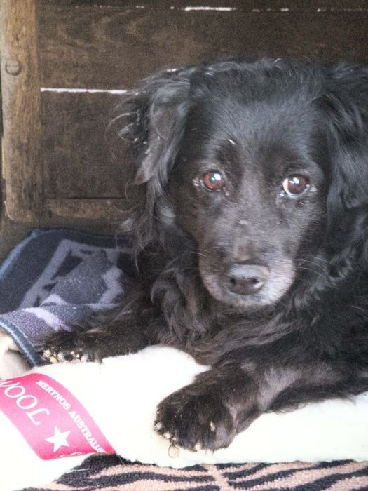 Zuzia, starsza suczka, uratuj, adoptuj, pies, suczka