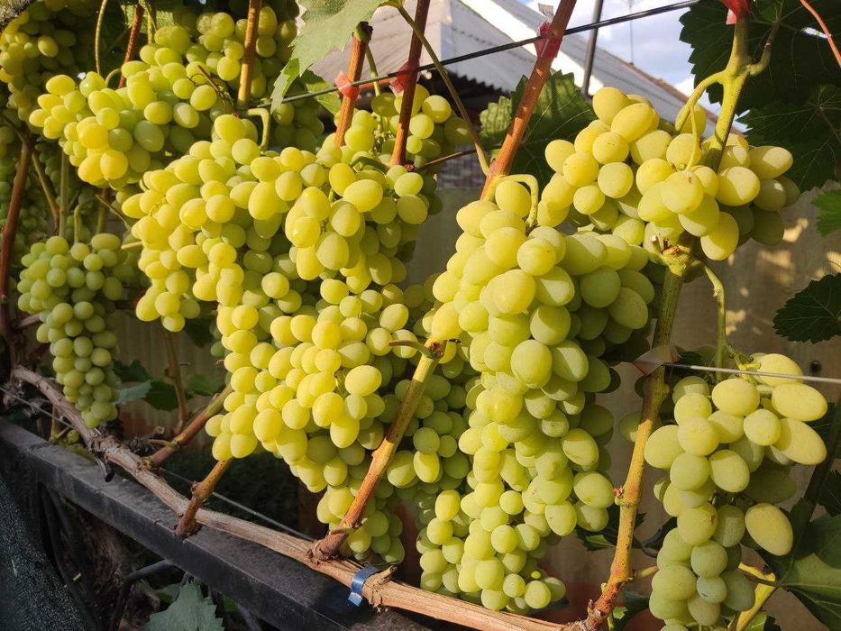 Саджанці винограду опт, роздріб.