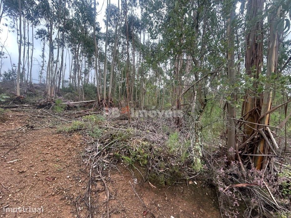 Terreno rústico com eucaliptal e ribeira - Aboboreira Fundeira, Tomar — Serra E Junceira, Santarém