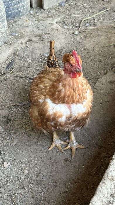 Galinhas velhas (2 anos)