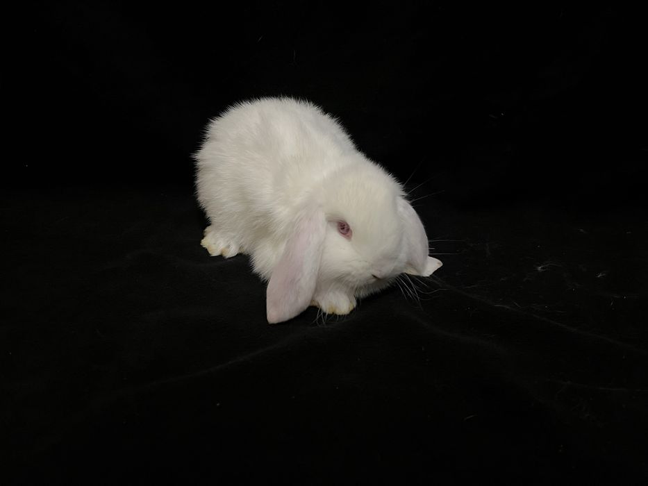 Króliki barany francuskie białe