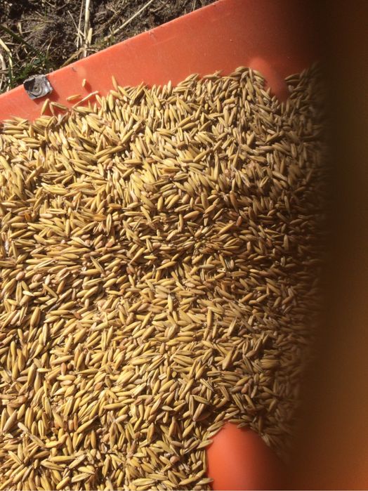 Pszenica-dla kur drobiu) ,  Jęczmień,Owies ,mieszanka jara , pszenżyto