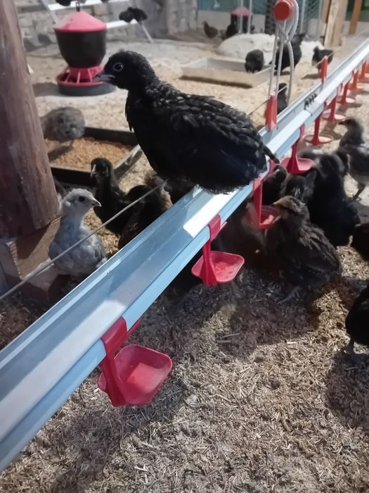 Kury Kury araucany naturalne ekologiczne pisklaki araucany kury